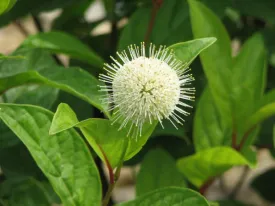 Fiber Optics Buttonbush - First Editions